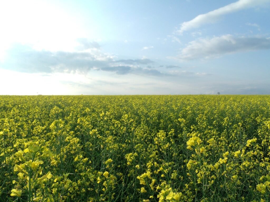 Canola field in bloom