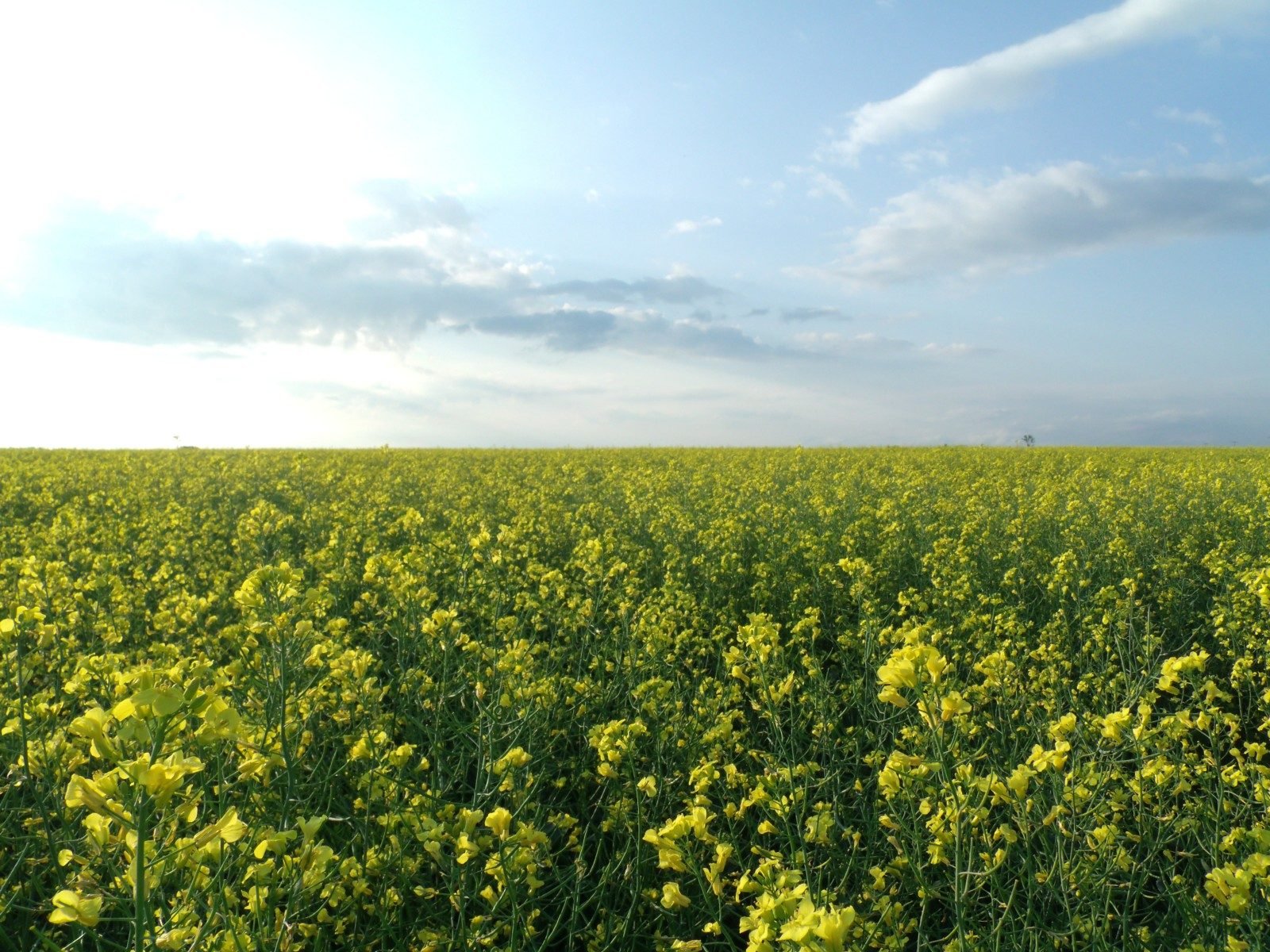 Canola field in bloom