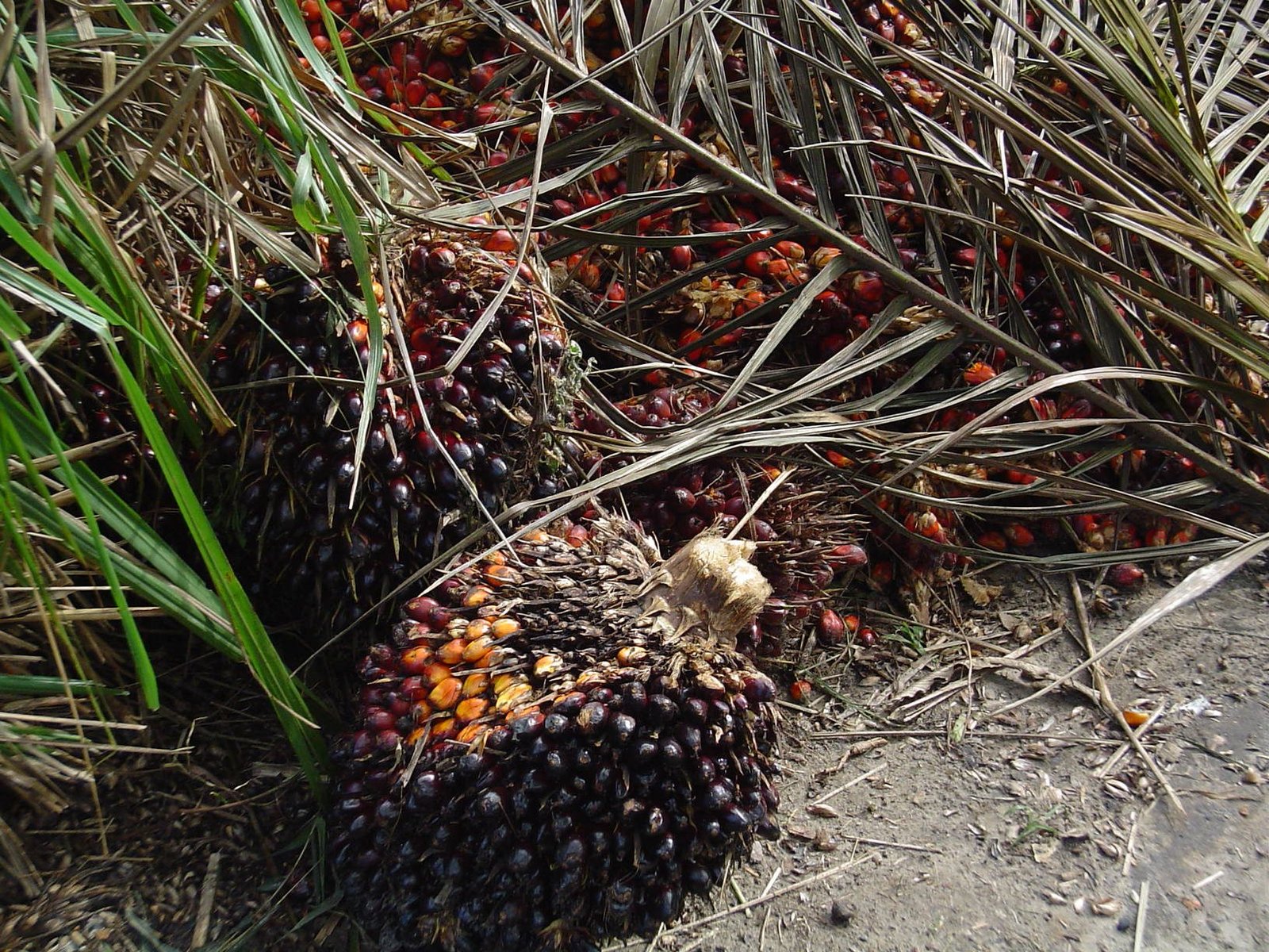 Oil palm fruit bunch