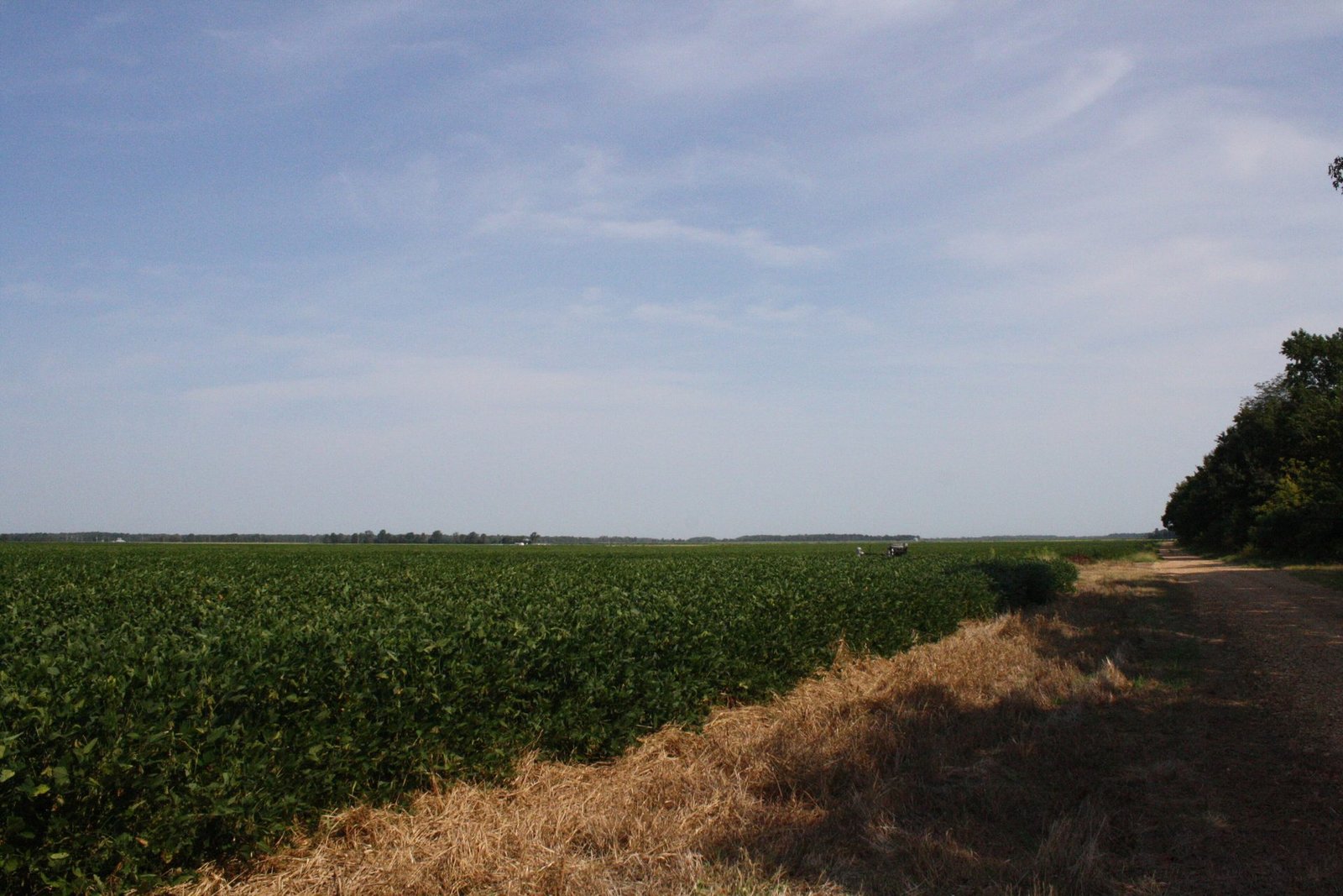 Soybean field in Arkansas